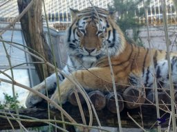 Tiergarten Schönbrunn am 27.01.2026